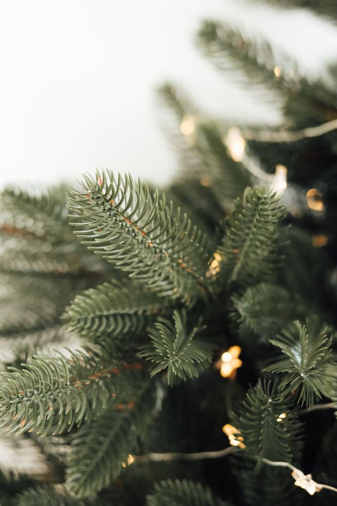 green pine tree with snow